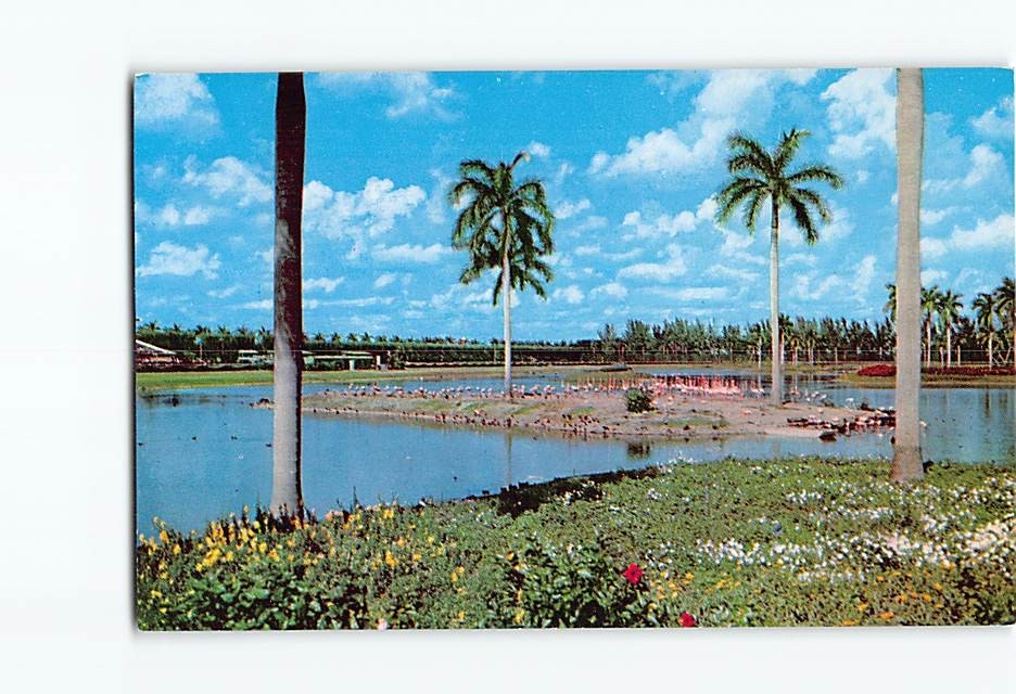 Postcard Flamingo Island At  Infield Lake Hialeah Race Course Hialeah FL USA
