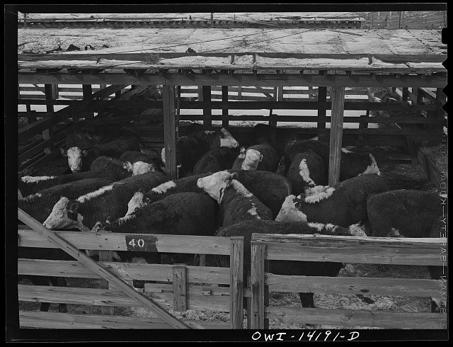 Calumet City Illinois 1943 Calumet Park Stockyards Cattle Watering Feeding Rest