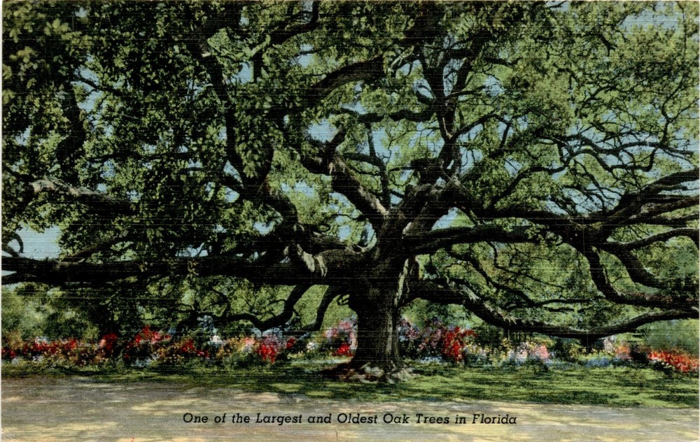 Florida, Oak Tree, Curteich-Chicago, Art-Colortone, Stamp Postcard