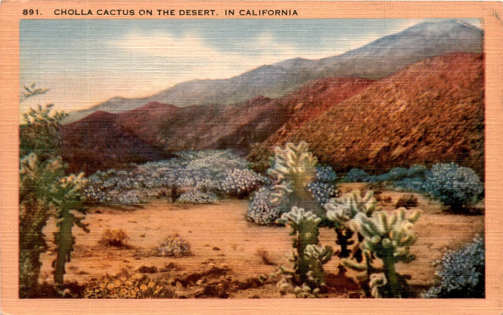 CHOLLA CACTUS, DESERT, CALIFORNIA, LONGSHAW CARD CO Postcard