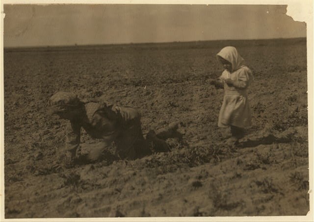 Sugar Beet Farm,Ordway,Colorado,Croplands,Lewis Wickes Hine,July 1915