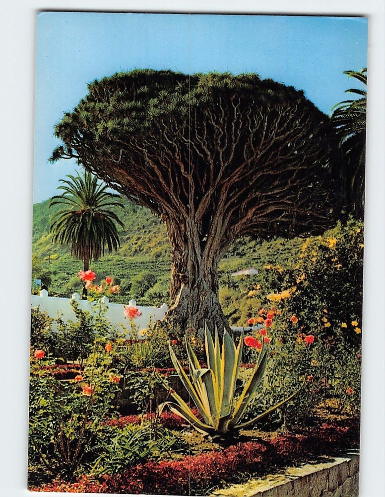 Postcard Drago  Milenario At Icod de los Vinos Tenerife Spain