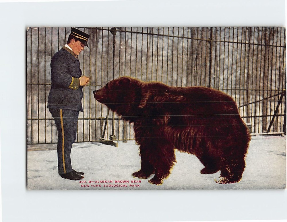 Postcard Alaskan Brown Bear New York Zoological Park New York City New York USA
