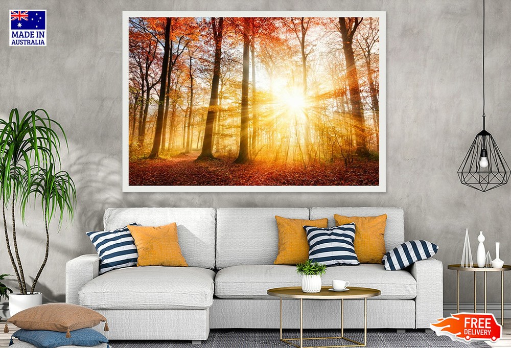 (Laminated) Sunrays In Forest Photograph 91x61cm