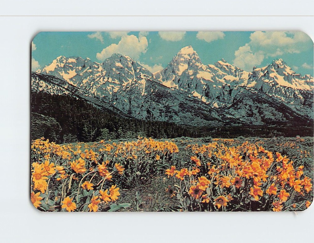 Postcard Snow-capped Teton Range & Wild Flowers Jackson Hole Wyoming USA