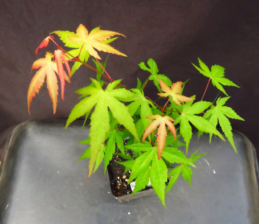 Acer Palmatum 'Mikawa Yatsubusa' Japanese Maple Tree 15