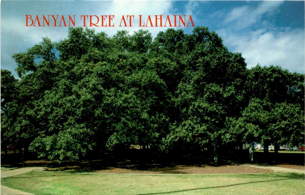 Lahaina Banyan Tree at Town Square Near Harbor Vintage Postcard Maui