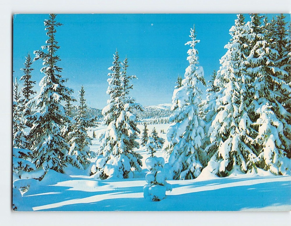 Postcard Snow Covered Trees Winter Nature Scene
