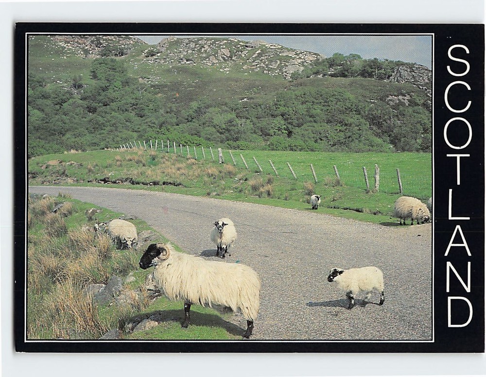 Postcard Blackfaced Sheep & Lambs Scotland
