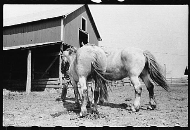 Horses going into Barn,Grundy County,Iowa,IA,April 1940,John Vachon,FSA,2