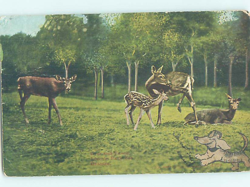 Divided-Back ZOO SCENE Chicago Illinois IL m/09 AG1993