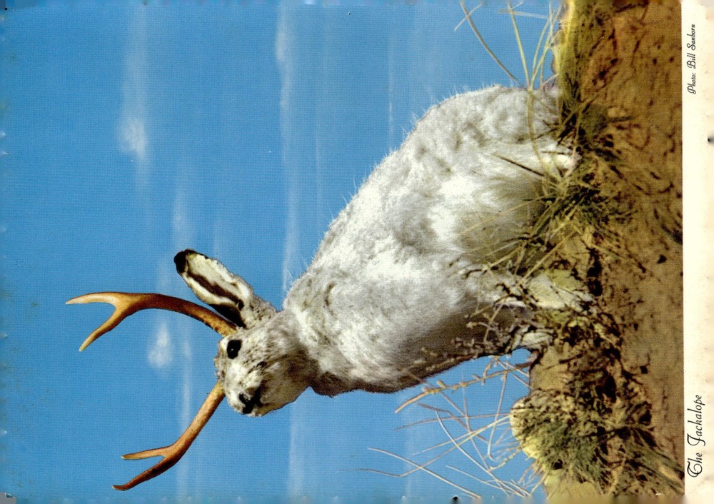 1971 Sanborn Souvenir Co Denver CO Jackalope Western Humor Kitsch Postcard
