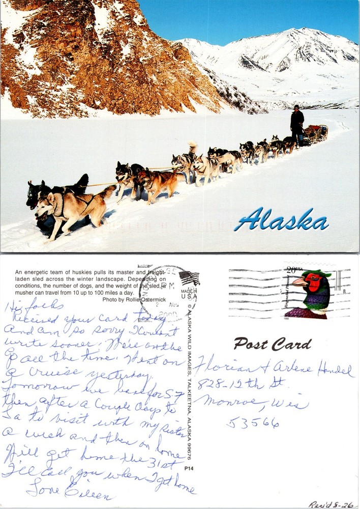 Continental Alaska Dog Sled Team Snow Mountains Postcard