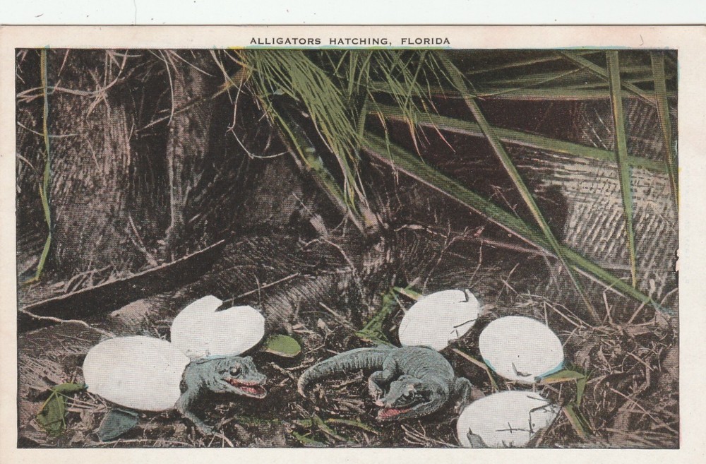 Alligator Egg Hatching In Florida Vintage Postcard Baby Alligators Reptiles