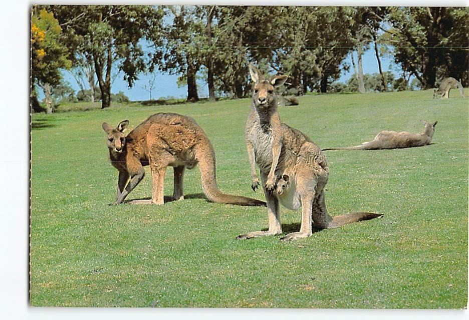 Postcard Kangaroo & Joey