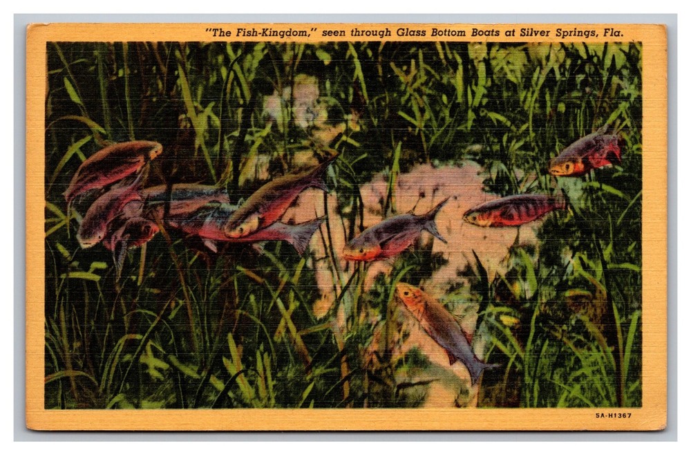 Silver Springs FL Florida Fish Seen Through Glass Bottom Boats Linen Postcard