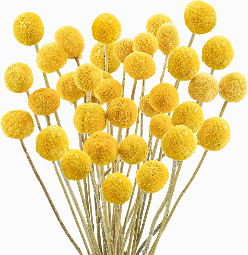 30Pcs Natural Dried Flowers Craspedia Billy Balls Flowers Billy Buttons..