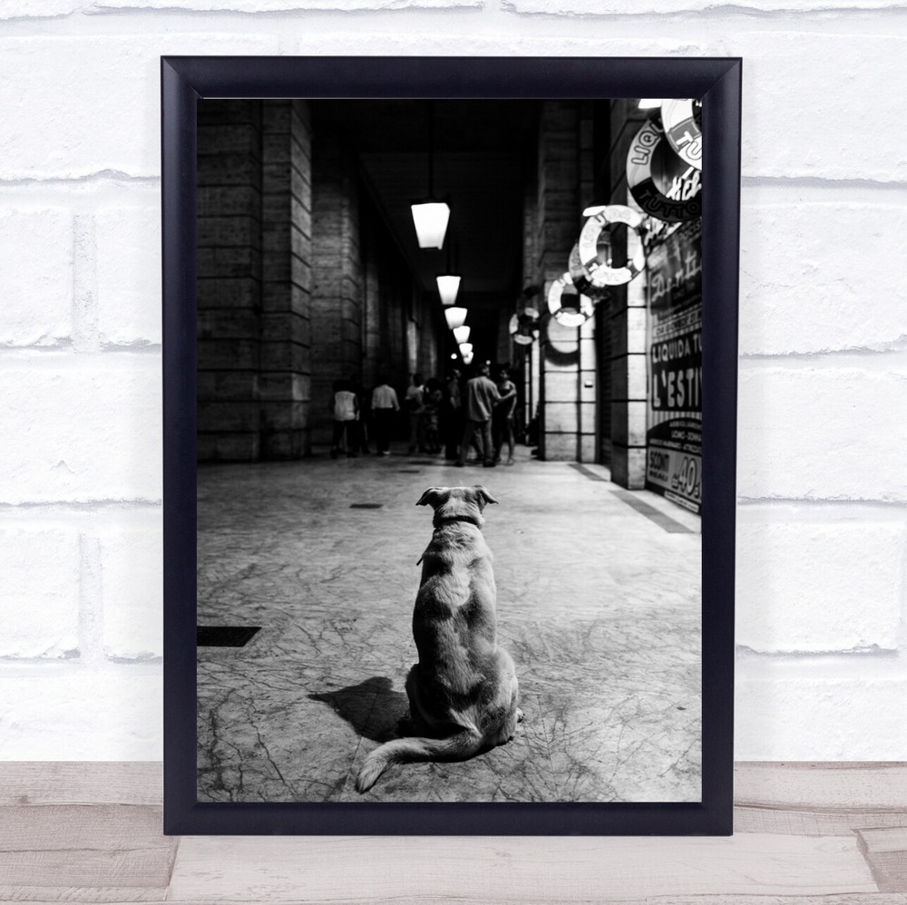 The Wait Street Dog Pet People Look Looking Watching Rome Wall Art Print