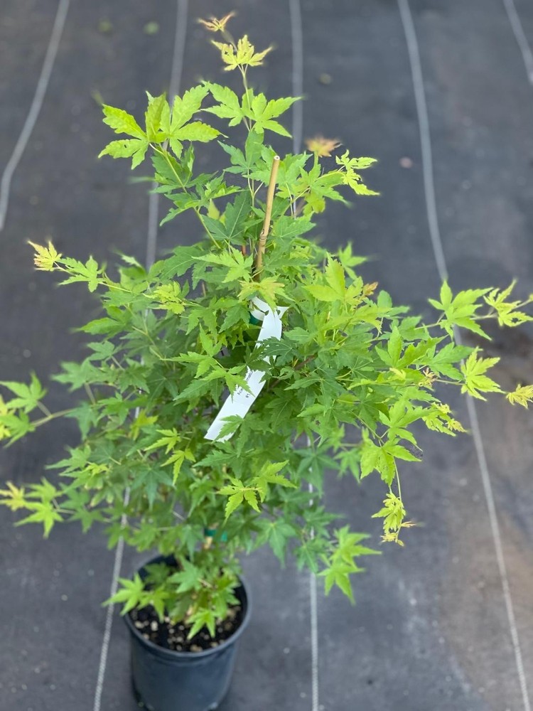 Acer palmatum 'Sango kaku' (Sango kaku Japanese Maple)-image