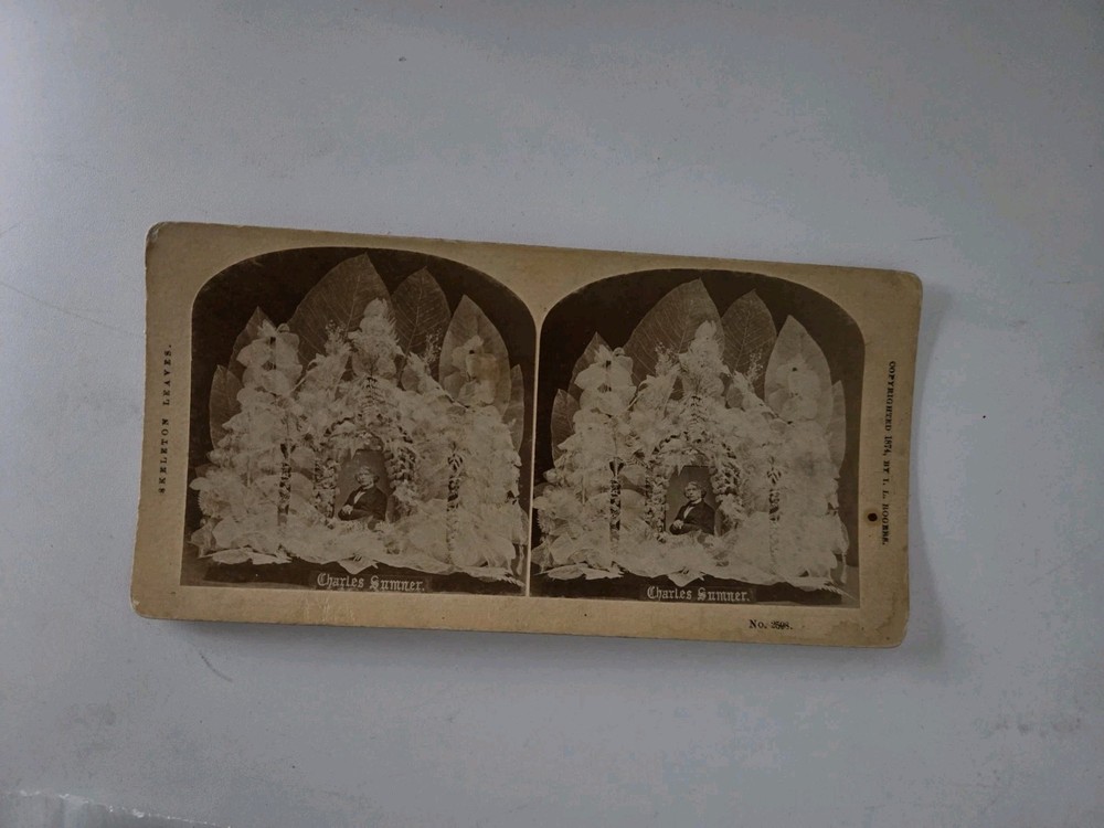 Skeleton Leaves Charles Sumner John Soule Stereoview