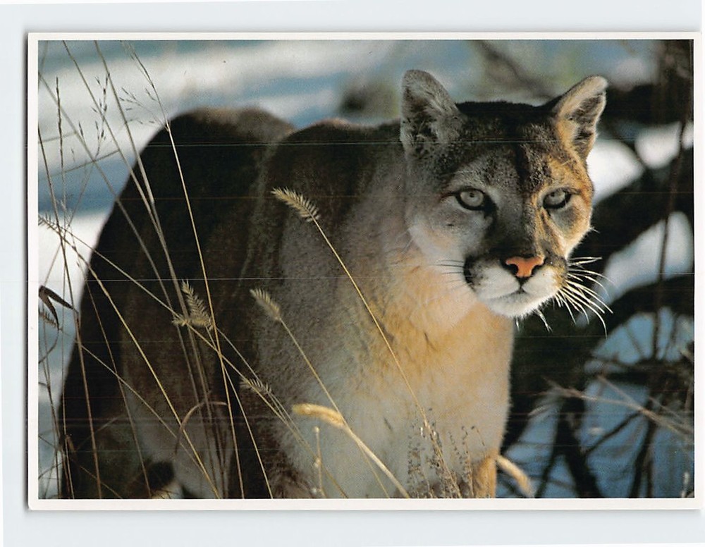 Postcard Mountain Lion
