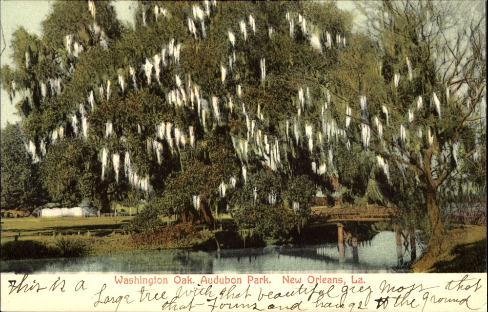 Washington Oak Audubon Park New Orleans Louisiana LA moss Selige Publ~UDB c1910