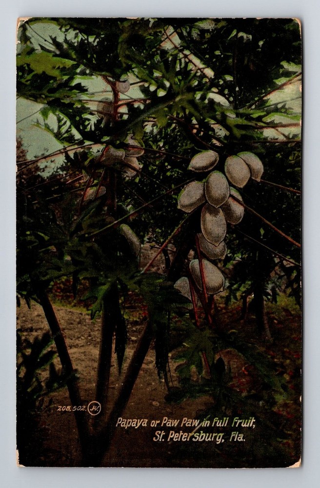 St Petersburg FL-Florida, Papaya In Full Fruit, Antique, Vintage Postcard