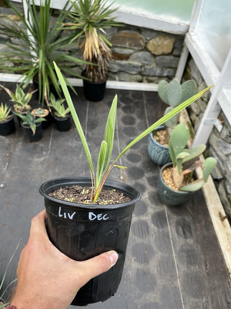 Livistonia Decora 1 Gallon Rare Palm Plant for Home or Garden
