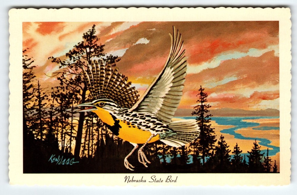 Vintage Nebraska State Bird Western Meadowlark Postcard by Ken Haag
