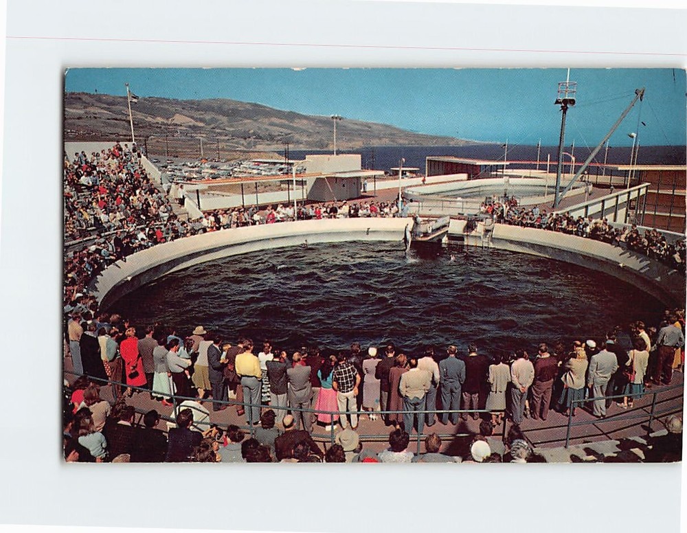 Postcard Porpoise Feeding Time Marineland of the Pacific California USA