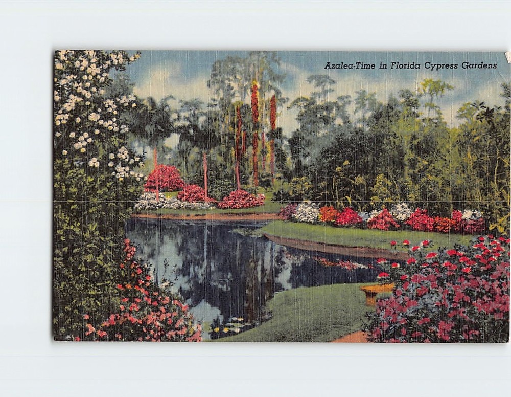 Postcard Azalea Time in Florida Cypress Gardens Florida USA