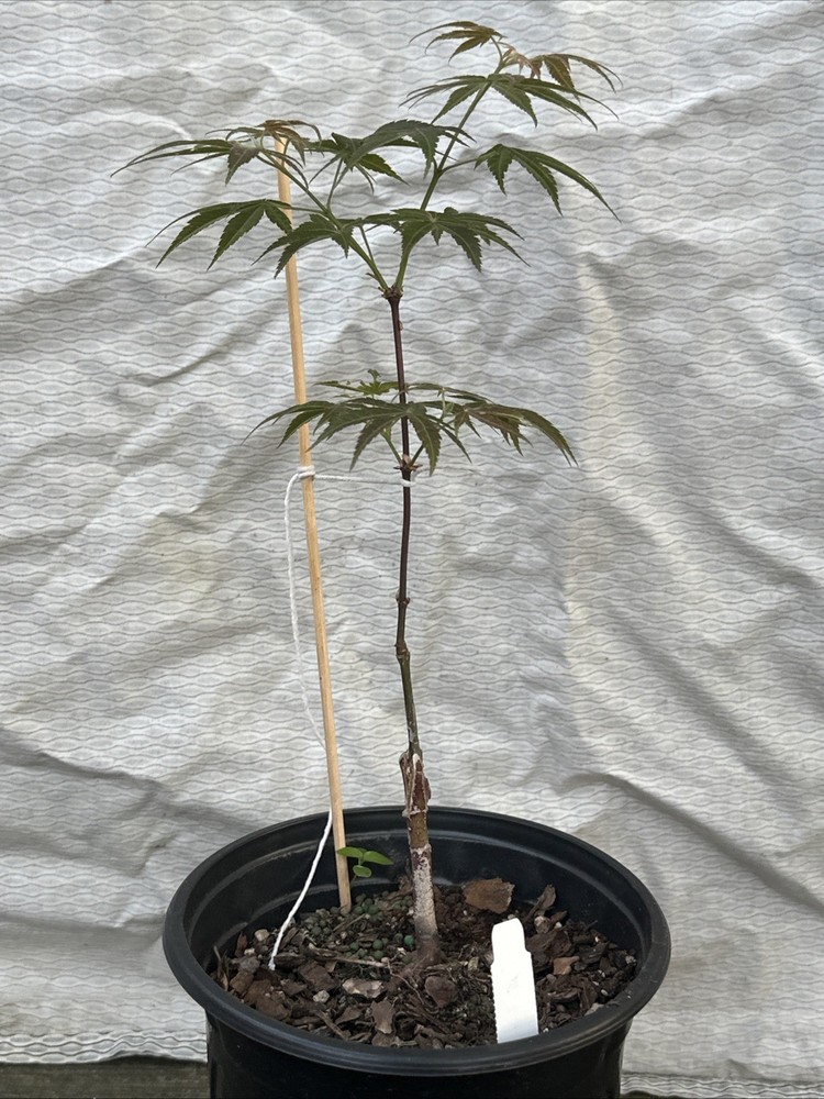 Acer Palmatum Red Jaguar Rare Japanese Maple 1 Gal 2yr.-image