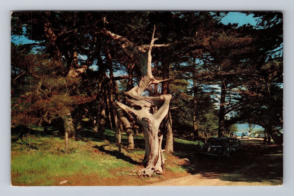 Monterey Peninsula CA-California Ghost Tree Vintage Postcard