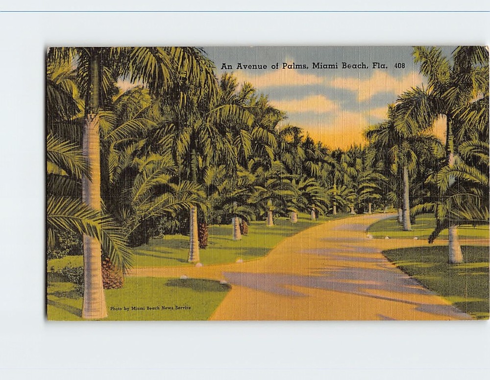 Postcard An Avenue of Palms Miami Beach Florida USA