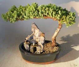 Juniper Bonsai Tree Live Large Stone Landscape Scene Procumbens Nana 10'' Tall