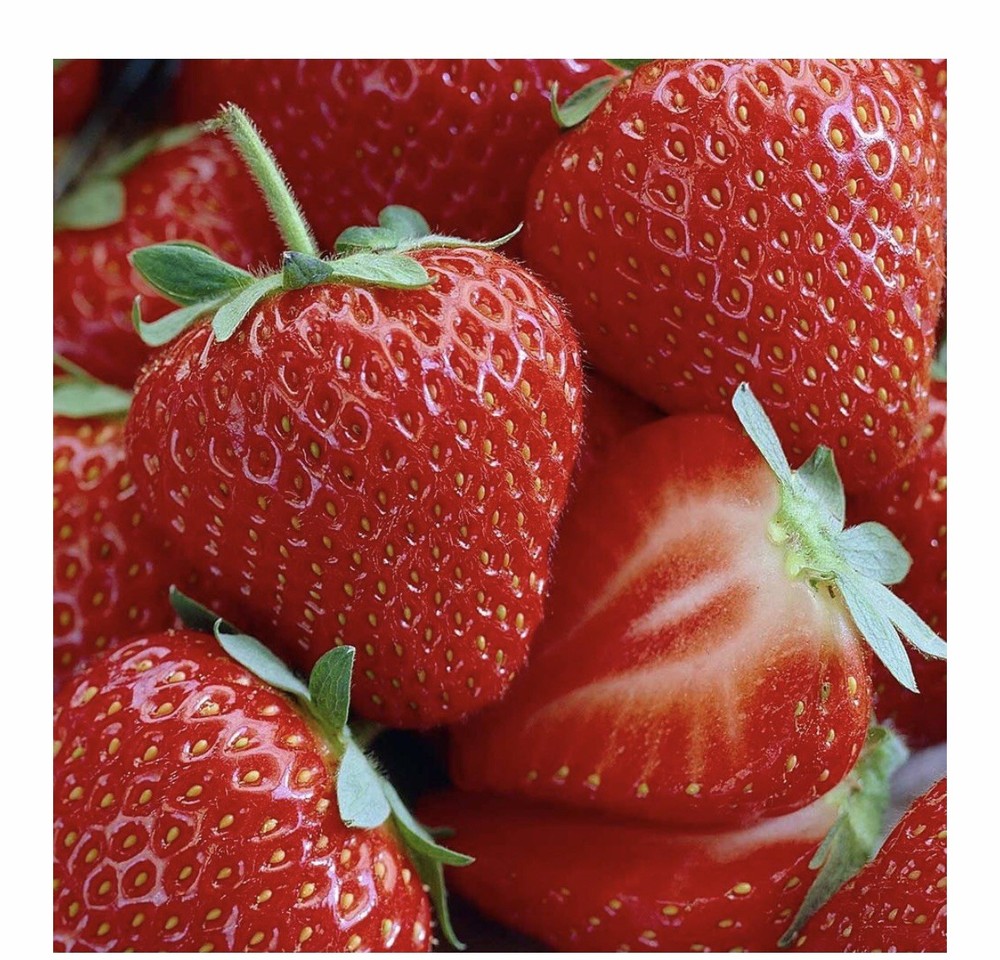 Honeoye Strawberry 25 Bare Root Plants- Extremely Hardy June Bearing