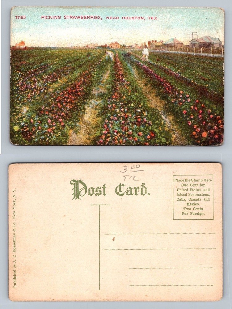 Houston, TX-Texas, Strawberry Picking Fields View Old PC Vintage Postcard