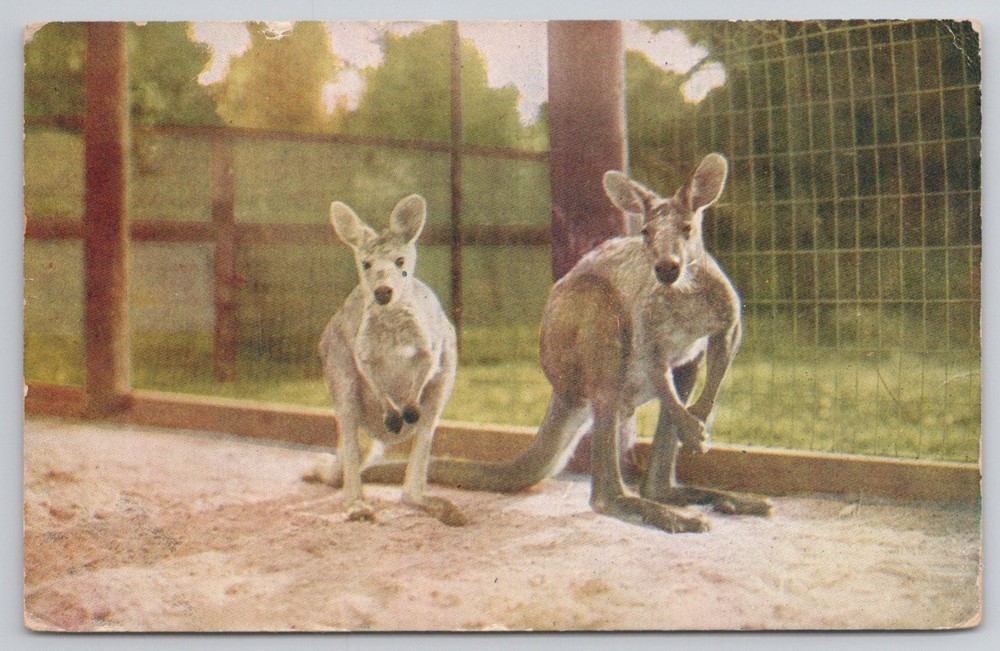 Kangaroos Washington Park Zoo Milwaukee WI Vintage Postcard 1910s