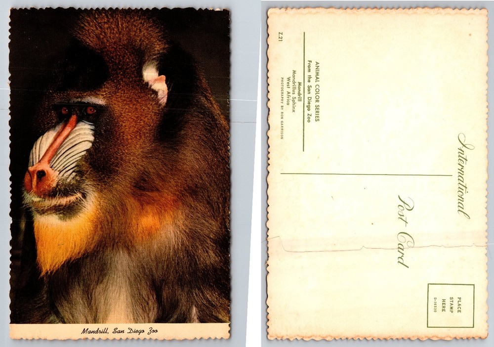 Mandrill Monkey San Diego Zoo Postcard Animal Color Series Ron Garrison Photo