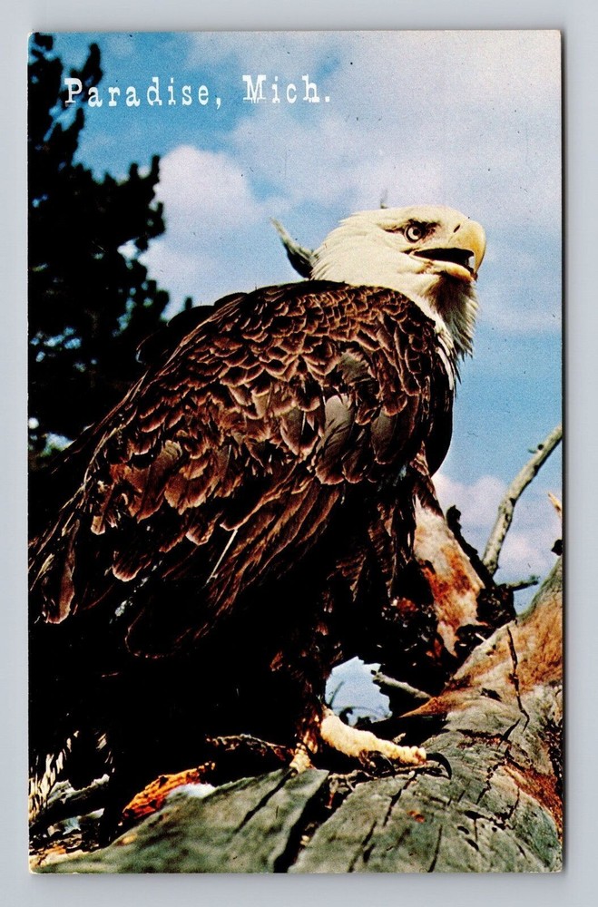 Michigan MI Paradise The American Bald Eagle Vintage Postcard