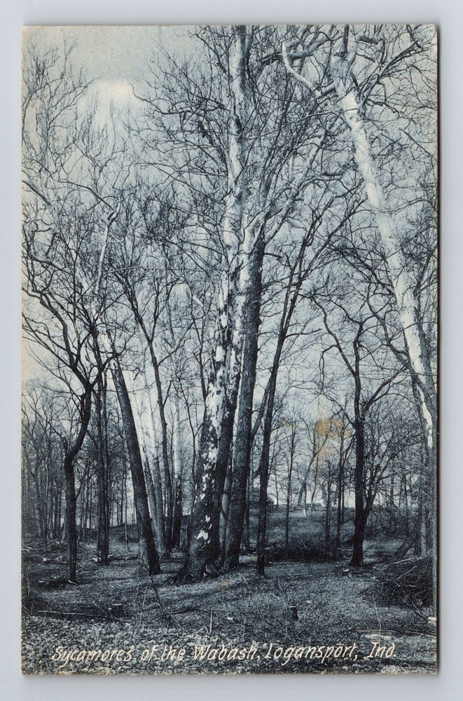 Logansport IN-Indiana, Sycamores Of The Wabash, Vintage c1907 Postcard