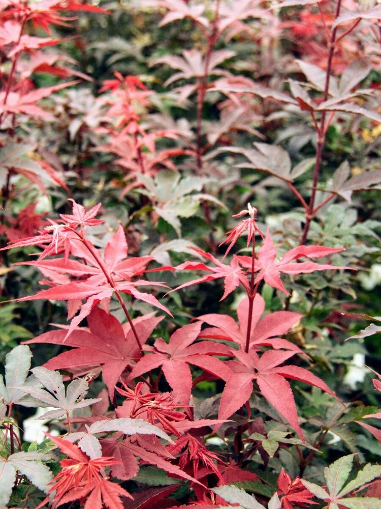 Acer palmatum 'Twombly's Red Sentinel' - Japanese Maple *Live Plant-image