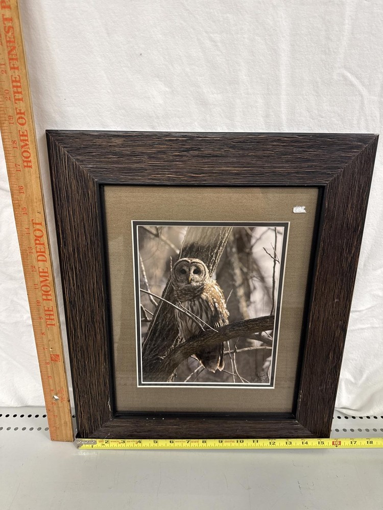 Framed Owl Photography Print