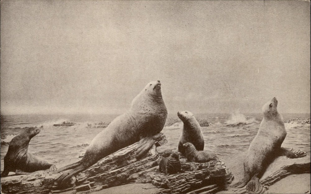 Steller's Sea Lion Group California museum Golden Gate Park ~ art postcard