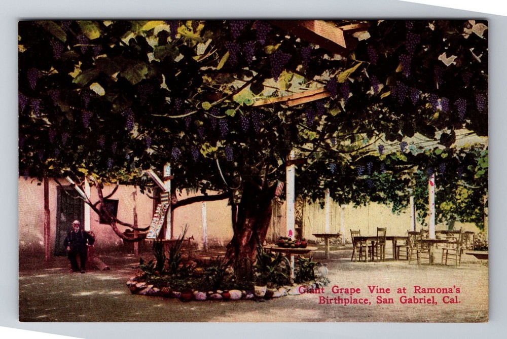 San Gabriel CA-California, Grape Vine at Ramona's Birthplace, Vintage Postcard