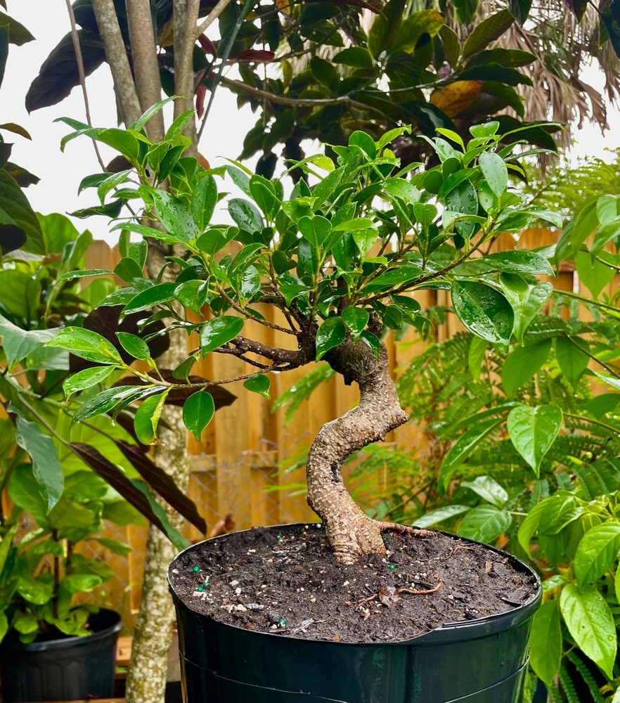 Tigerbark Ficus Bonsai Tree with Aerial Roots 6-Year-Old Trunk