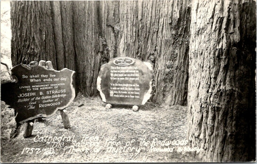 1930s Cathedral Tree in Redwood Forest California Vintage Real Photo Postcard