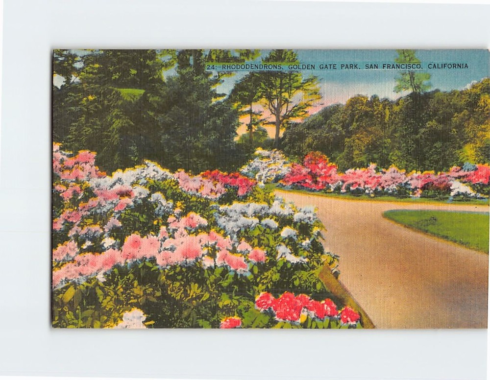Postcard Rhododendrons Golden Gate Park San Francisco California USA