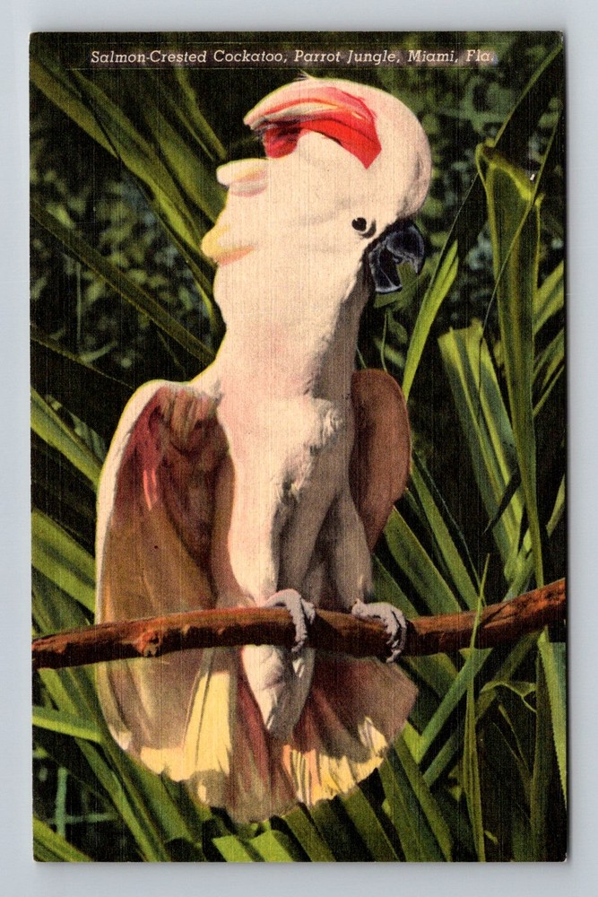 Miami, FL-Florida, Salmon Crested Cockatoo Parrot Jungle Vintage Postcard