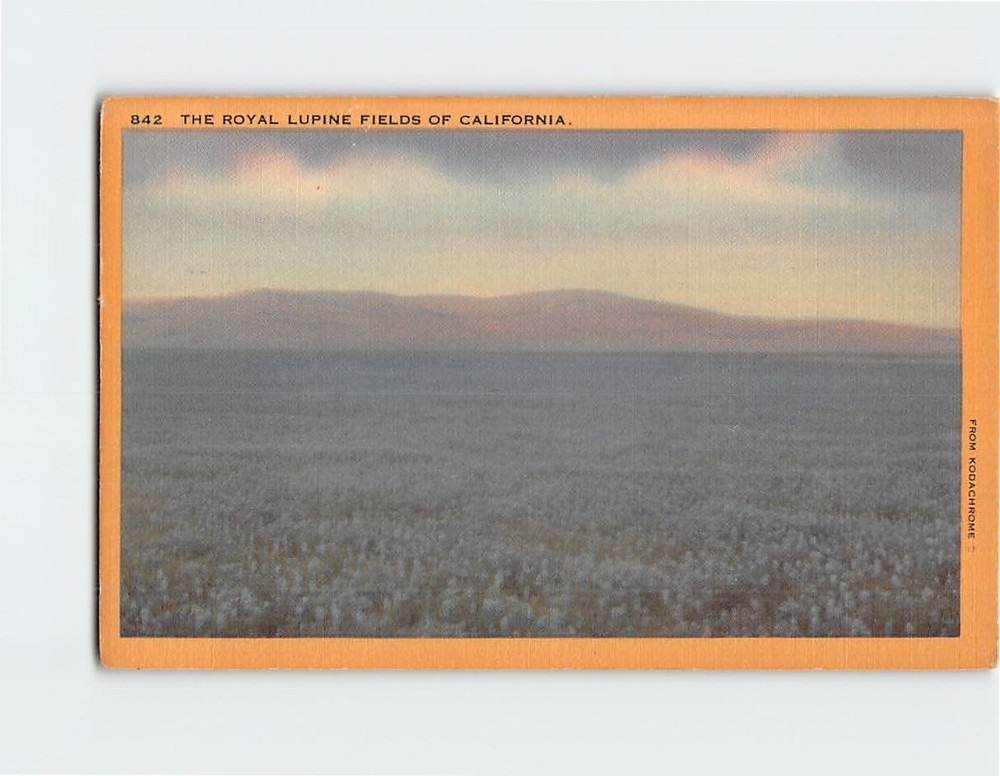 Postcard Royal Lupine Fields of California USA